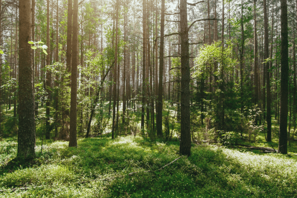 Investissement responsable : guide complet et pratique