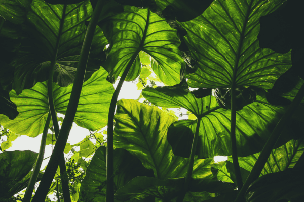 Investissement Socialement Responsable